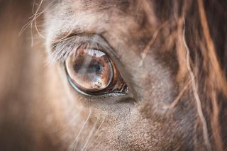 Human vs Horse. Na Kaszubach dojdzie do pojedynku człowieka z koniem!
