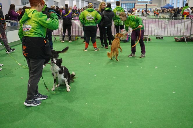 Międzynarodowa Wystawa Psów Rasowych w Poznaniu