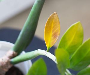 Co robić, gdy liście zamiokulkasa żółkną? Jak go ratować?