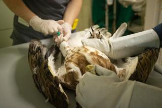 Gadożer Bodzio wraca na wolność [ZDJĘCIA]