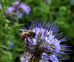 Łąki kwietne na Podkarpaciu