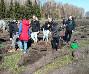 Grudziądzanie posadzą las. To kolejna edycja akcji!