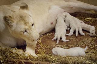 8 Białe lwy w Zoo Safari Borysew