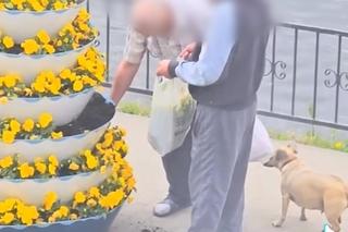Amatorzy bratków okradli kwietnik w centrum miasta. Ich niecny czyn zarejestrowała kamera