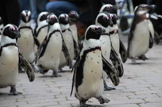 Wrocławskie pingwiny nie są wypuszczane na wybieg. Zoo chce uniknąć ptasiej grypy