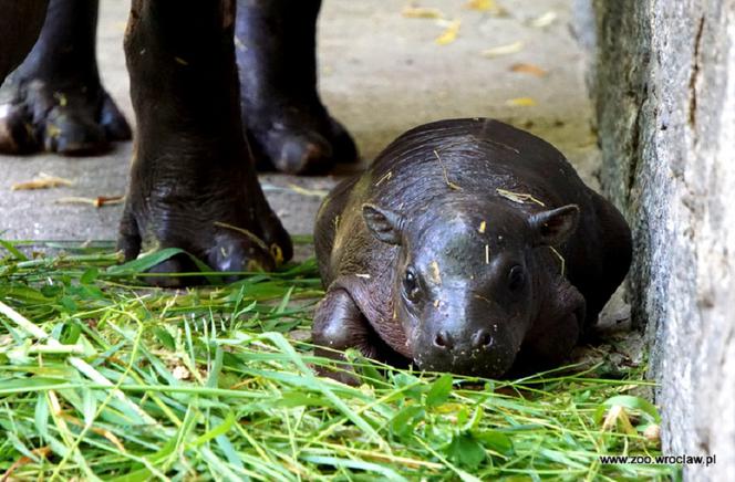 Hipopotam karłowaty z wrocławskiego zoo