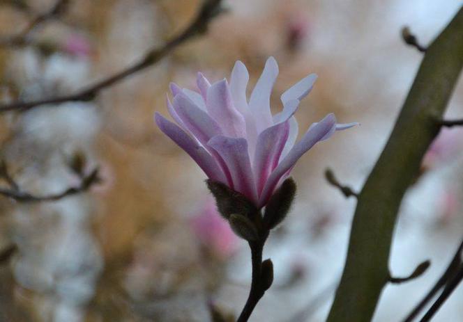 Magnolia loebnera 'Leonard Messel'