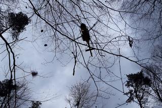 Mężczyzna przygnieciony przez drzewo