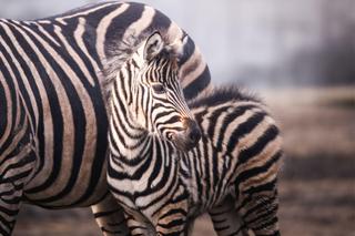 Nowy mieszkaniec zoo we Wrocławiu. To mała zebra Chapmana. Zobacz, jaka jest słodka