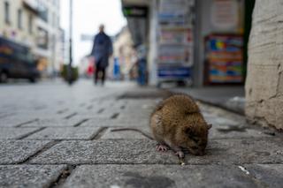 We Wrocławiu szczury mnożą się na potęgę. Oto, jakimi chorobami można się od nich zarazić