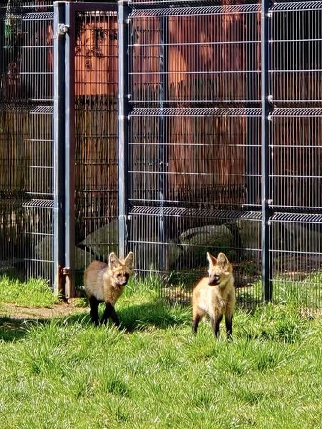 Wilki grzywiaste z chorzowskiego zoo uwielbiają się bawić