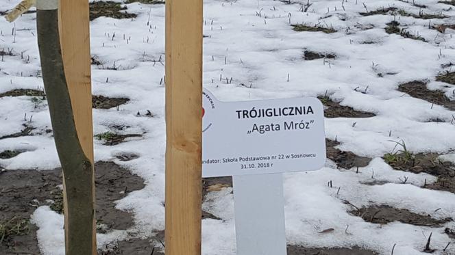 Drzewa dla sosnowieckiego hospicjum