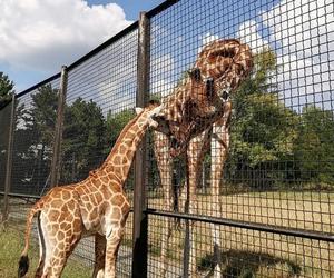 Mała żyrafa w warszawskim zoo