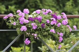 Kompozycje z pelargoniami