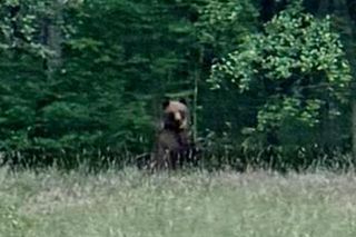 W Puszczy Knyszyńskiej pojawił się niedźwiedź. Ludzie się boją
