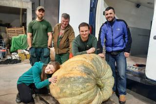 Ma 270 kg i trafiła do Zoo w Poznaniu. Ta dynia to GIGANT