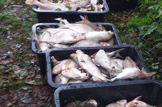 Śnięte ryby w Jeziorze Budzieszowskim