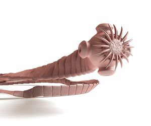 Bruzdogłowiec szeroki – TASIEMIEC, który wywołuje anemię