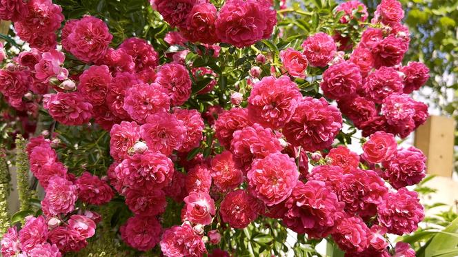 Nawożenie róż w ogrodzie - jaki nawóz do róż i kiedy go sypać? Wideo #MuratorOgroduje!