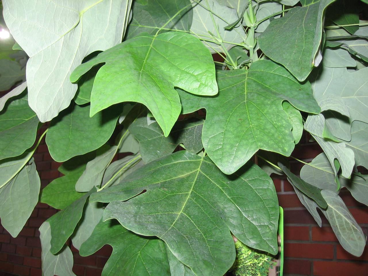Tulipanowiec amerykański 'Edward Gursztyn' - Liriodendron tulipifera 'Edward Gursztyn'