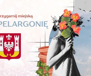 Przygarnij miejską pelargonię