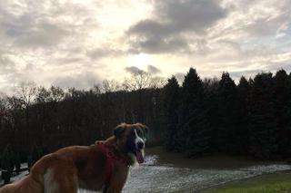 Rodzina z Bydgoszczy szuka zaginionego psa. „Każda wskazówka będzie cenna!”