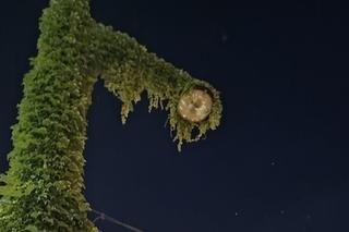 Upiorne latarnie we Wrocławiu. Miejskie straszydła to wieczorna atrakcja miasta