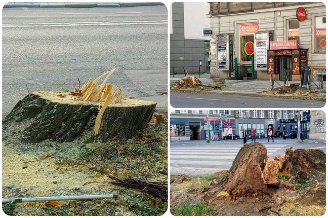 Na alei Wojska Polskiego wycięto kilkanaście drzew. Internauci: Barbarzyństwo!