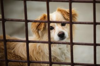 Tutaj dostaniesz 700 plus na psa! Nie ma znaczenia skąd jesteś. Sprawdź, jak zdobyć wyprawkę dla czworonoga