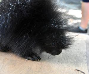 Baby boom w poznańskim zoo! Na świat przyszedł urson