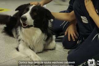 Jedyne takie psy w Europie. Czworonogi z lotniska w Krakowie-Balicach pomagają pasażerom