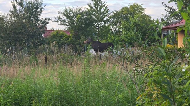 Nietypowy gość wystraszył działkowiczów! Musiała przyjechać policja