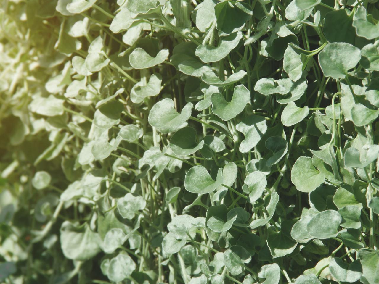 Dichondra srebrzysta – elegancka ozdoba balkonu i tarasu!