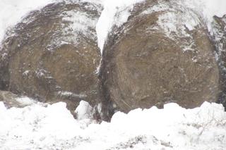 Stado krów w lubelskiej wsi stoi pod gołym niebem. Tyle lat tak żyły i nic im nie było