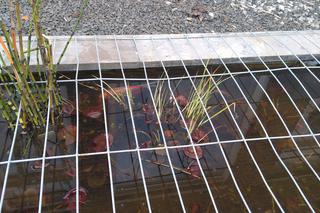 Rybka spadła z nieba