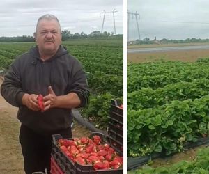 Najdziwniejsze truskawki świata? Internauci komentują owoce, które wyhodował sadownik z TikToka [WIDEO]