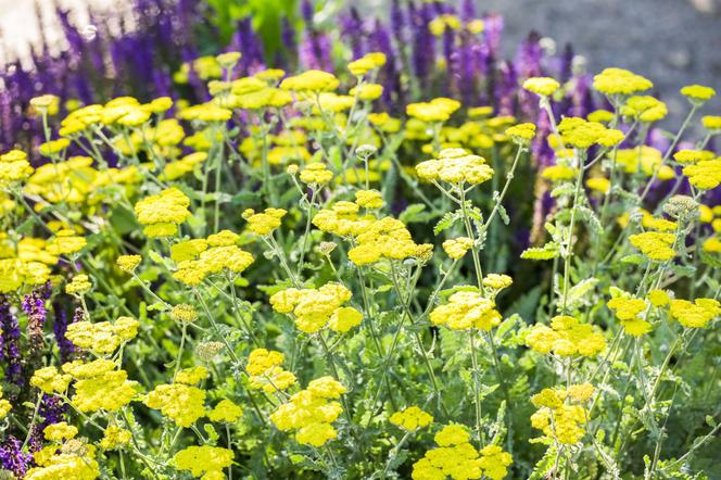Krwawnik kutnerowaty = krwawnik wełnisty - Achillea tomentosa
