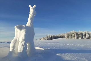 Żyrafa ze śniegu. Takie rzeczy tylko w Beskidach ZDJĘCIA 
