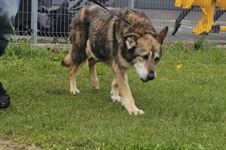 Szokujące zaniedbanie psa. Zwierzę miało w pęcherzu kilkanaście litrów moczu