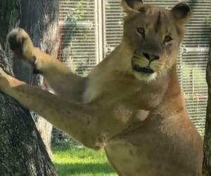 Nowa atrakcja zoo we Wrocławiu otwarta. Zobacz lwice na wybiegu 