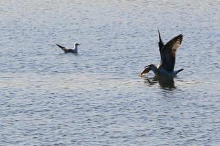 Kilka ton śniętych ryb w Odrze. Katastrofa ekologiczna we Wrocławiu? 