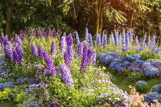 Ostróżka ogrodowa - Delphinium × cultorum. Kiedy kwitnie ostróżka ogrodowa? Jak o nią dbać?