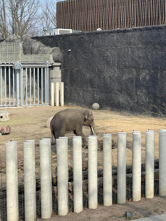 Nowy słoń indyjski w łódzkim Orientarium. Poznajcie Taru