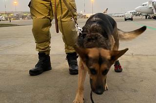 Strażacy wrócili do Polski z Turcji
