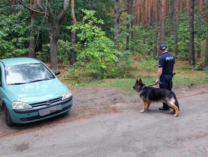 Policjant pracujący z psem tropiącym na miejscu porzuconego pojazdu