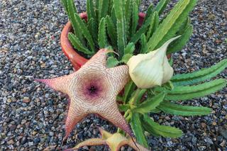 Gwiazda szeryfa (Stapelia Gigantea)