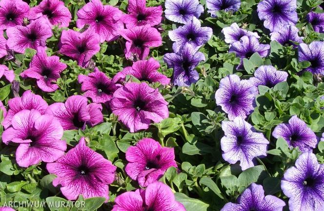 Petunia: rośliny na słoneczny balkon