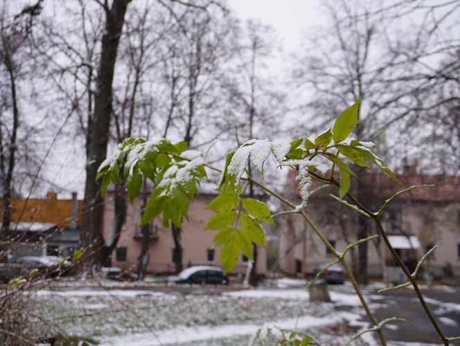 Pierwsze opady śniegu w listopadzie 2024 w dzielnicy Bronowice w Lublinie