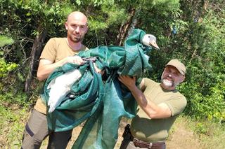 Łabędź zgubił się w lesie i nie miała siły wrócić do wody