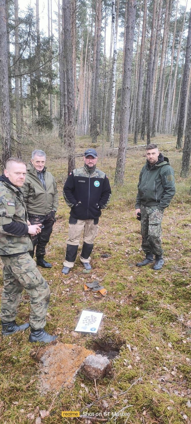 Krzyżackie i polskie monety w rękach badaczy! Szokujące odkrycie w Borach Tucholskich 